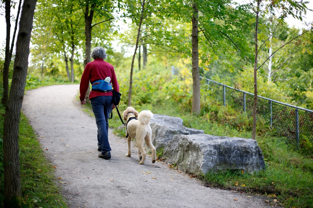 After determining the signs you need a hip replacement, a woman walks her dog in the woods.