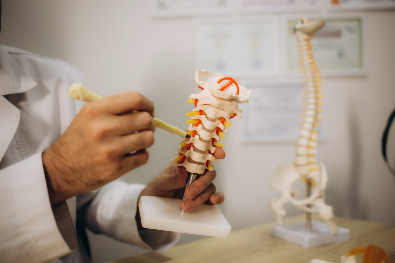 A doctor pointing to the vertebrae on a model of a spine. 