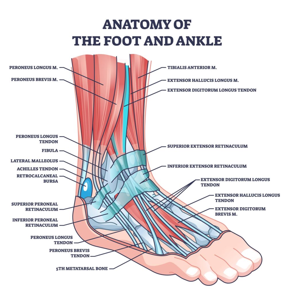 Anatomy of the ankle to display where the worst basketball injuries can occur.